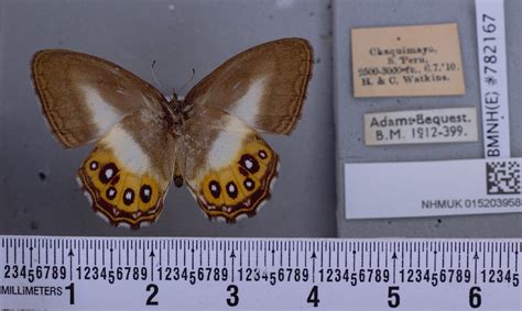 A new group of butterflies has been named after the ‘Lord of the Rings’ villain